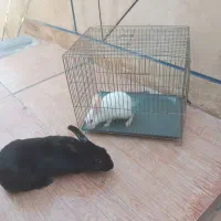 خرگوش