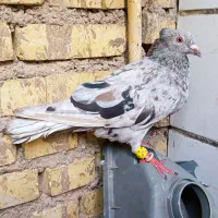 سلام دوعدادنرفروشی