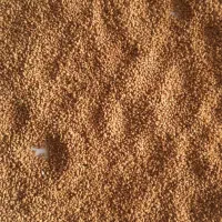فروش بذر یونجه
