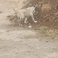 توله نر. اصیل..