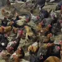 مرغ و خروس