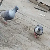 نر و ماده تخمکی طوسی تخم سفید