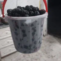 شاتوت درجه یک