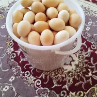 تخم مرغ محلی