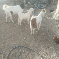 بزماده