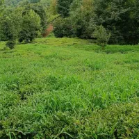 9290متر-زمین-باغی-بانهال-هاس-مثمر