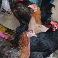 مرغ و خروس