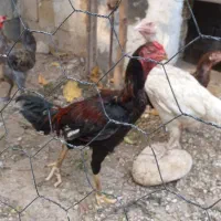 خروس لاری