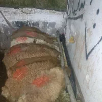 بره نر قربانی