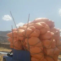 فروش کاه عدس