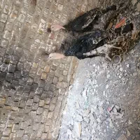 نر ماده جوان