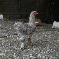 خروس برهما کوکو