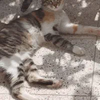 گمشده