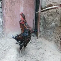 خروس جوان