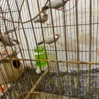 فنج نرگسی دو جفت