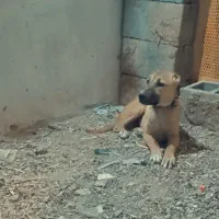 توله سرابی