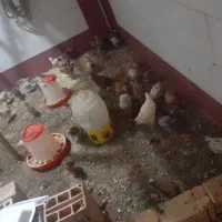 جوجه یک روزه موجوده جوجه ۲ماهه موجوده