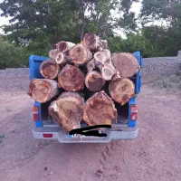 فروش چوب سپیدار