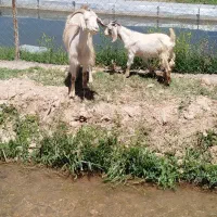 بز سانن