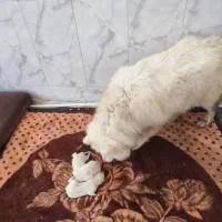 1جفت سامویید با 3تا توله