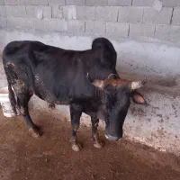 یک راس جونکا محلی عالی برای داشتی