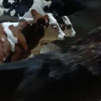 گوساله ماده