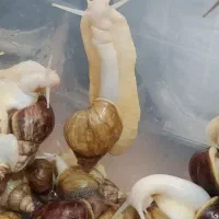 حلزون ۶۰ تومان