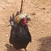 مرغ و خروس