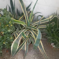 گل آگاو