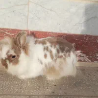 خرگوش لوپ