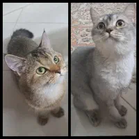 گربه اسکاتیش