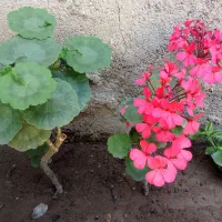 گل گیاه و شمعدانی و کاکتوس و پیازی