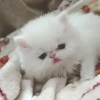 بریتیش پرشین لانگ هیر