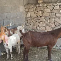 فروش بز نژدی