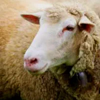 گوسفند شیشک کاور قوچ بره