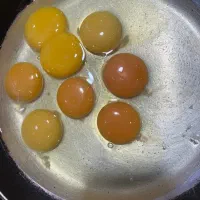 بنکداری تخم مرغ
