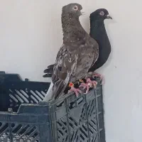 کبوتر