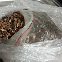 مغز گردو