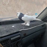 طوق نر پرپا