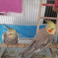 یک جفت عروس هلندی مولد با سه عدد تخم