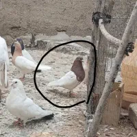 کبوتر
