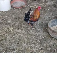 زیبا و اروم