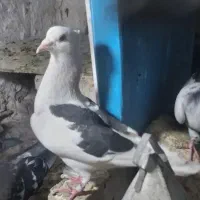 کبوتر کفتر