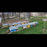 کندوی زنبور عسل محلی