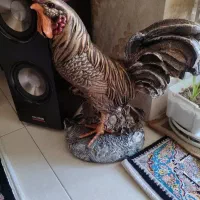 مجسمه خروس