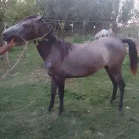 اسب
