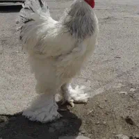 تخم مرغ نطفه دارترکیبی برهماومرندی.لاری وگلپایگان