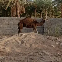 یک شتر ماد وشتر نر