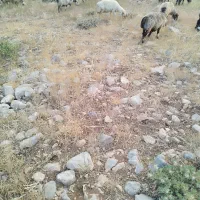 74رس میش جوان