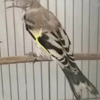 جوجه سهره دارابی ب شرط نر